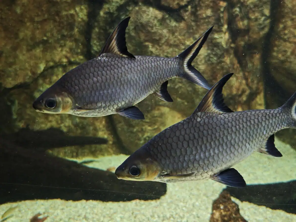 Angkor Aquarium – Bala Shark Angkor Aquarium - Bala Shark