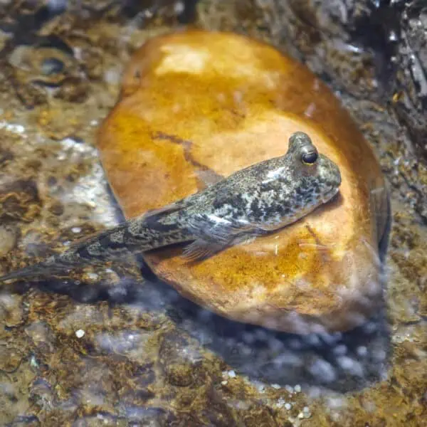 Angkor Aquarium - Giant Mudskipper