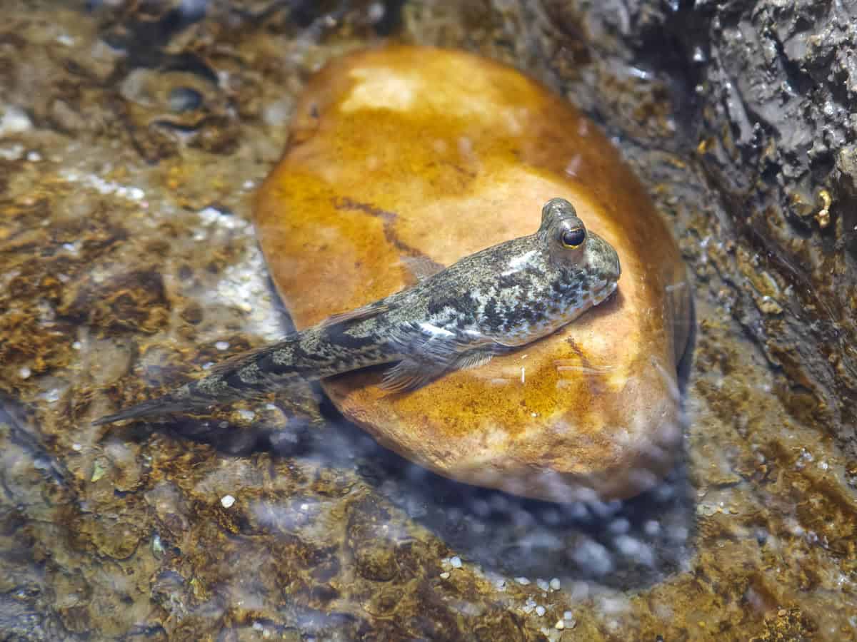 Angkor Aquarium - Giant Mudskipper