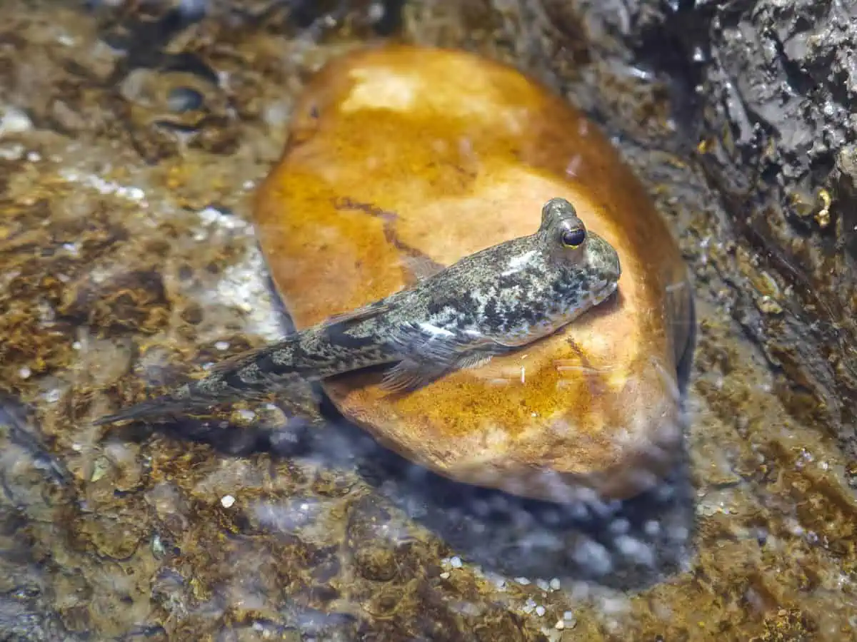 Angkor Aquarium – Giant Mudskipper Angkor Aquarium - Giant Mudskipper