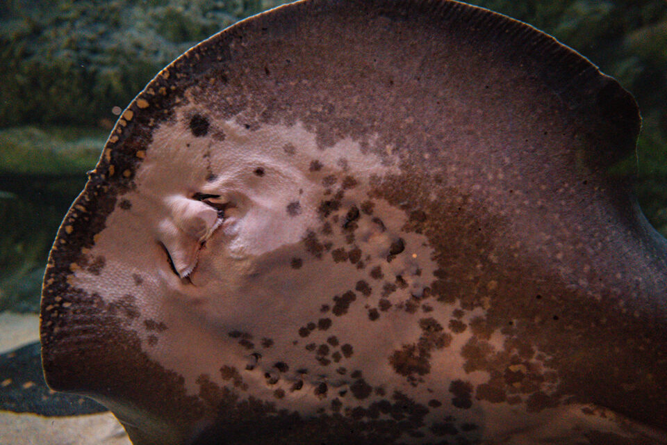 Amazone White Blotched River Stingray