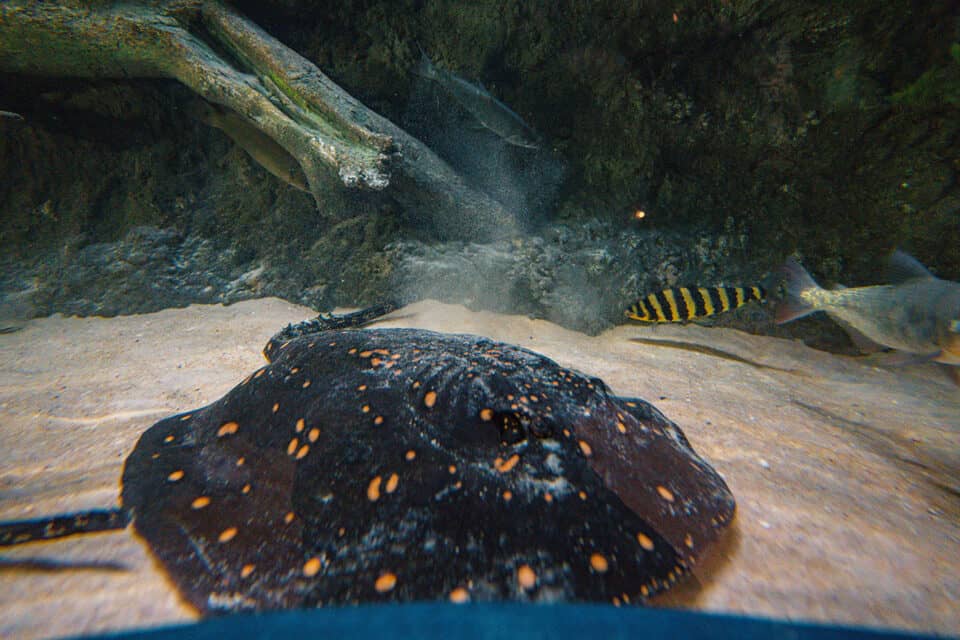 Amazone White Blotched River Stingray