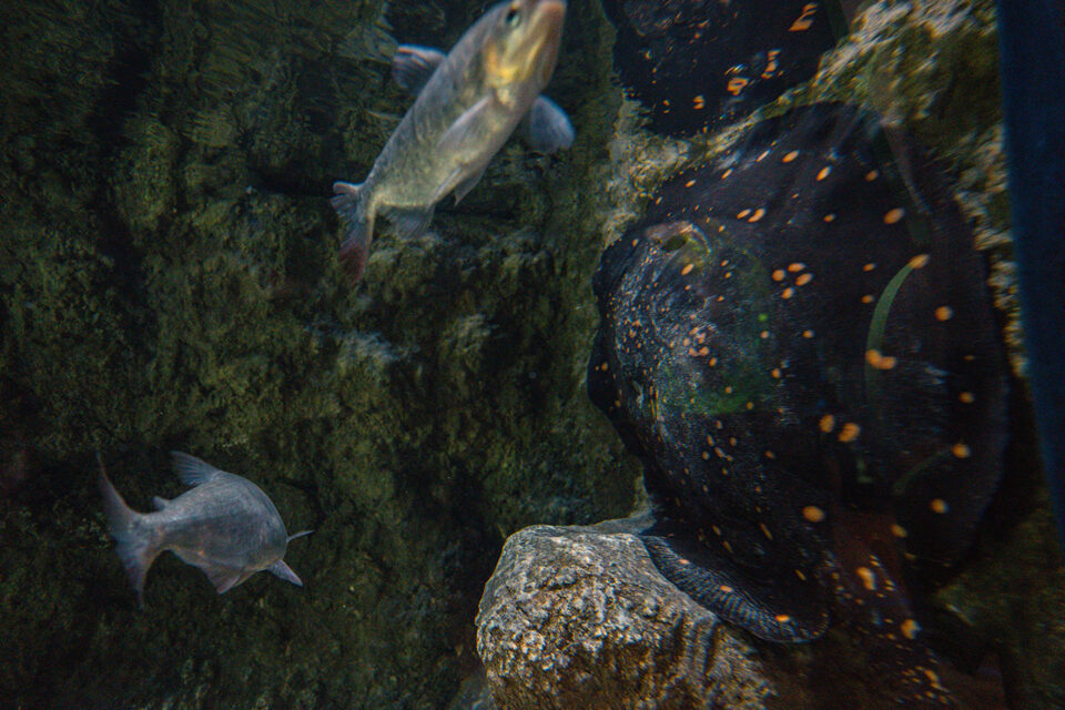 Amazone White Blotched River Stingray