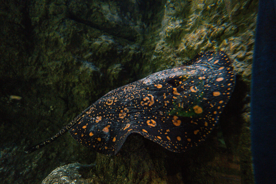 Amazone White Blotched River Stingray