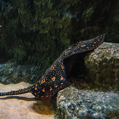Amazone White Blotched River Stingray