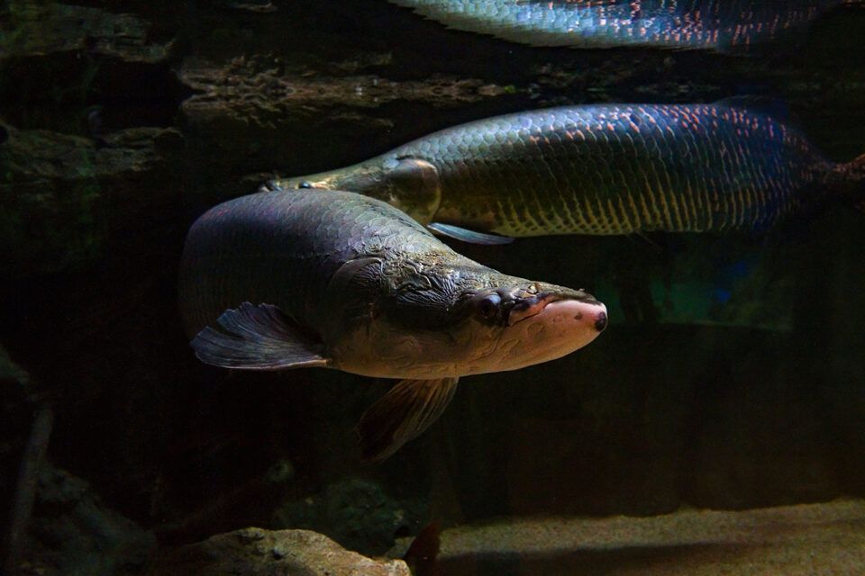 Arapaima