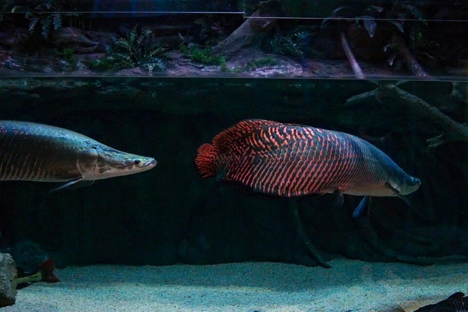 Arapaima