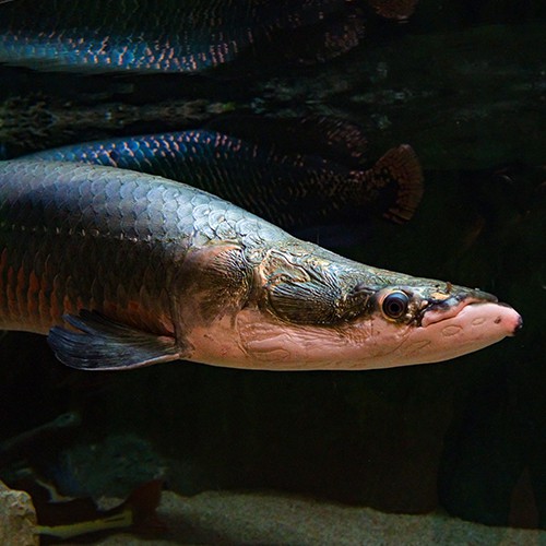 Arapaima