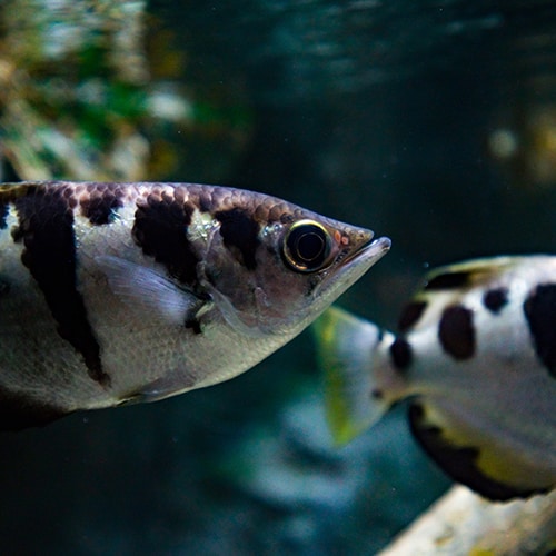 Archerfish