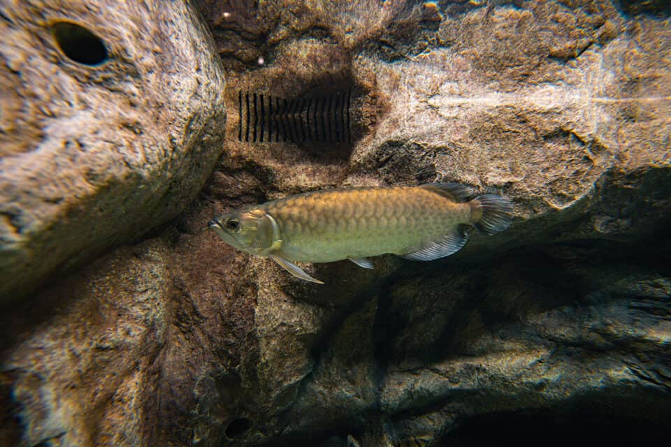 Asian Arowana
