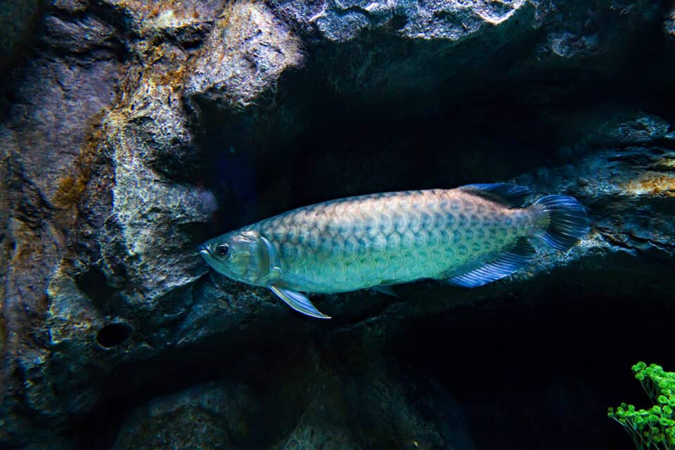 Asian Arowana
