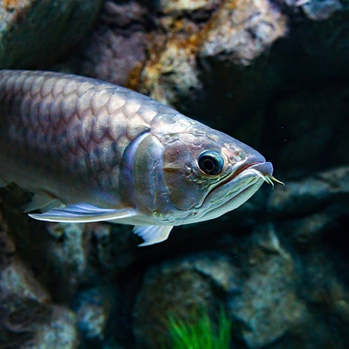 Asian Arowana