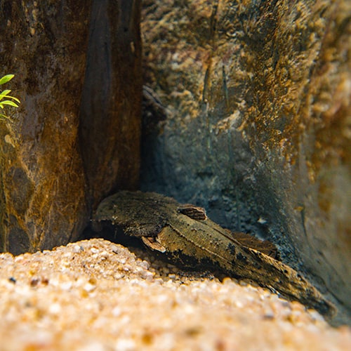 Chaka Catfish