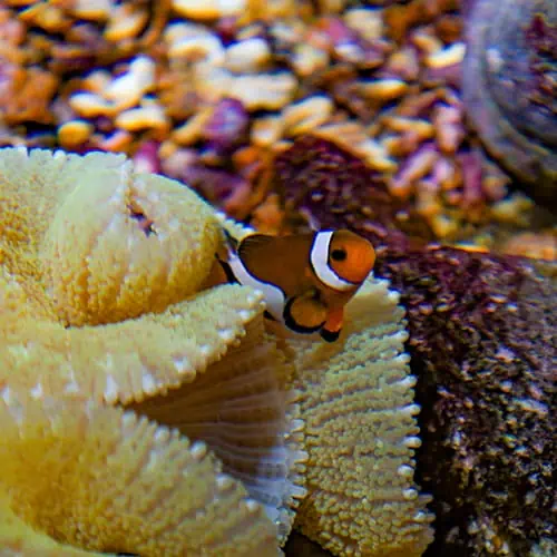 Clown Fish