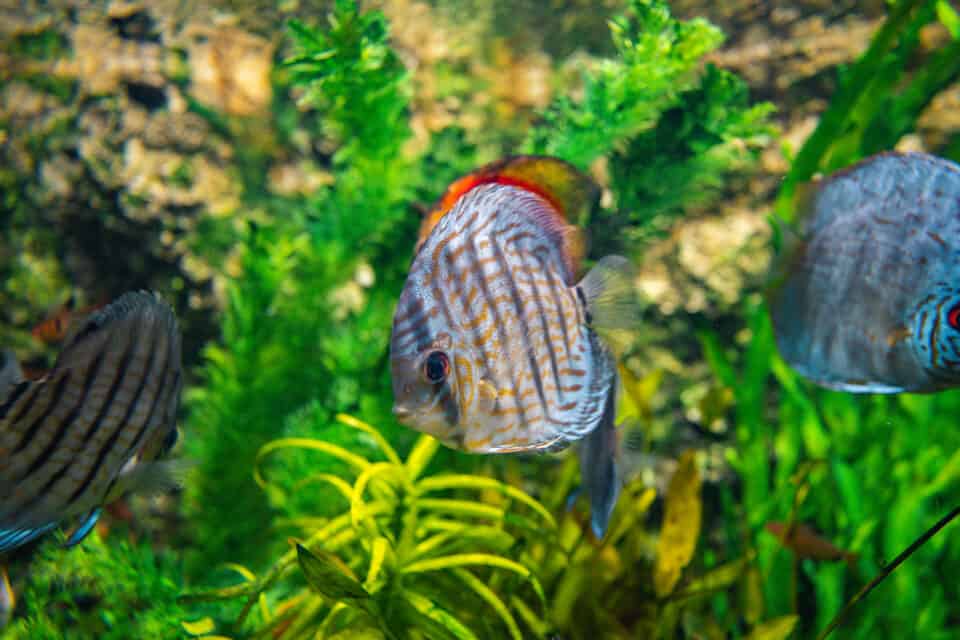 Discus