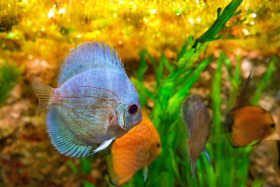 Discus