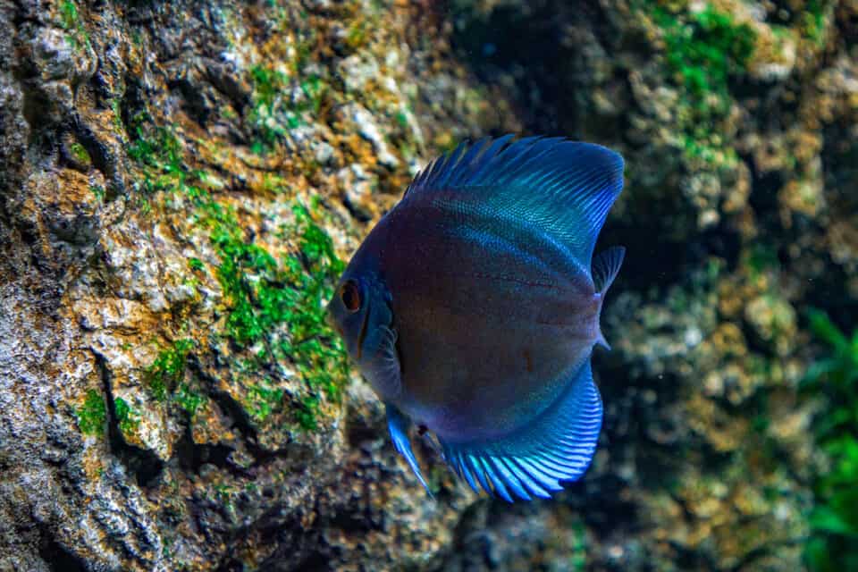 Discus