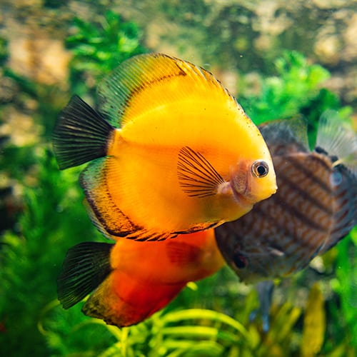 Discus