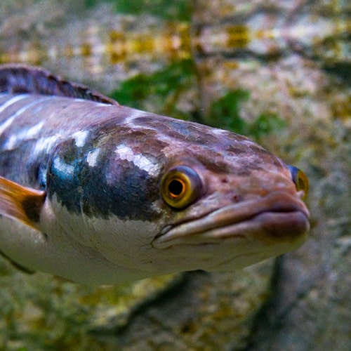 Giant Snakehead