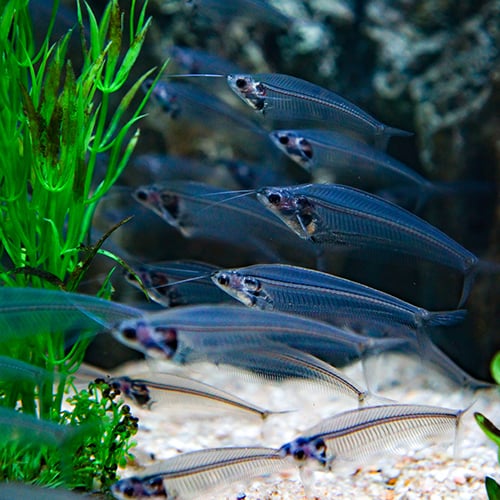 Glass Catfish