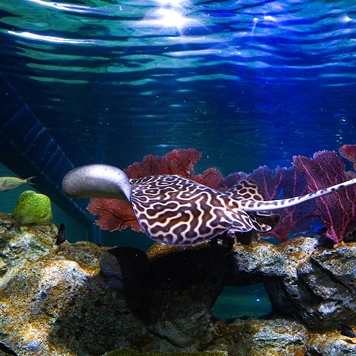 Honeycomb Whiptail