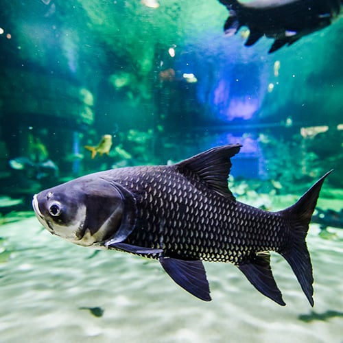 Mekong Giant Barb