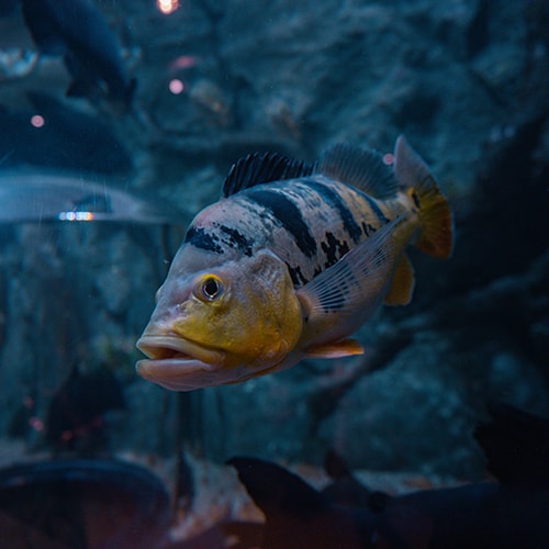 Monoculus Peacockbass