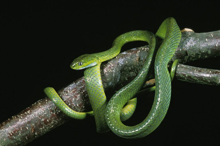 Reptile House