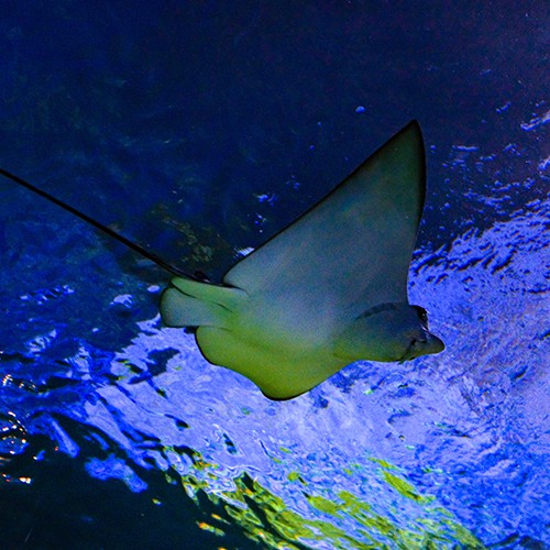 Spotted Eagle Ray