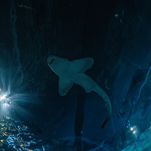 Zebra Shark
