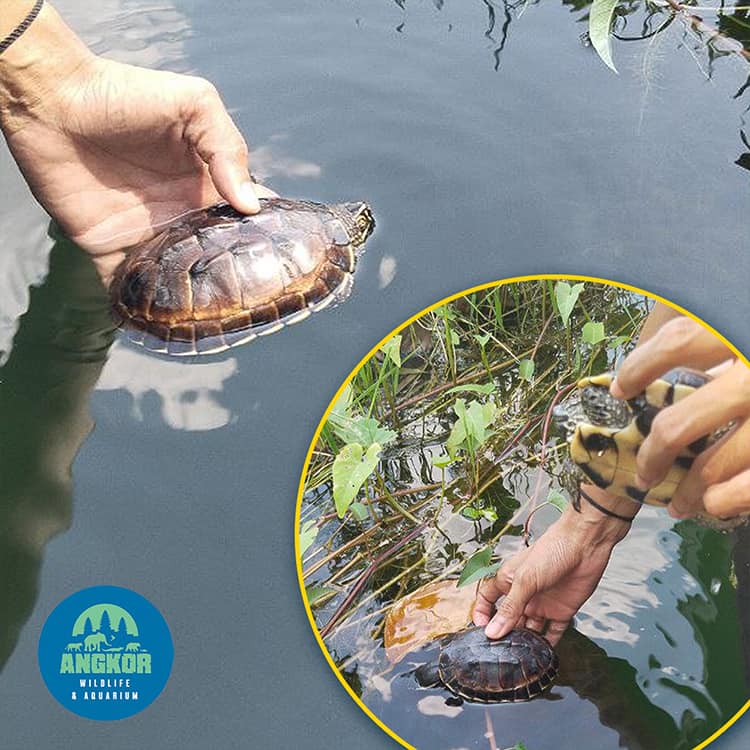Mekong Snail-Eating Turtle Releasing