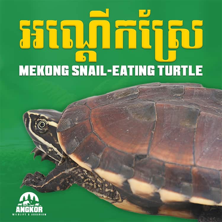Mekong Snail-Eating Turtle Rescue at AWA