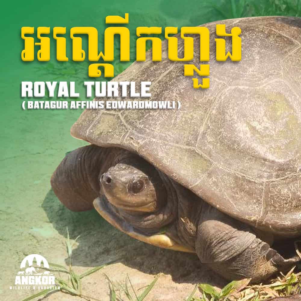 Royal turtle at Angkor Wildlife & Aquarium in Cambodia, showcasing Batagur affine Edwardsmowli species.