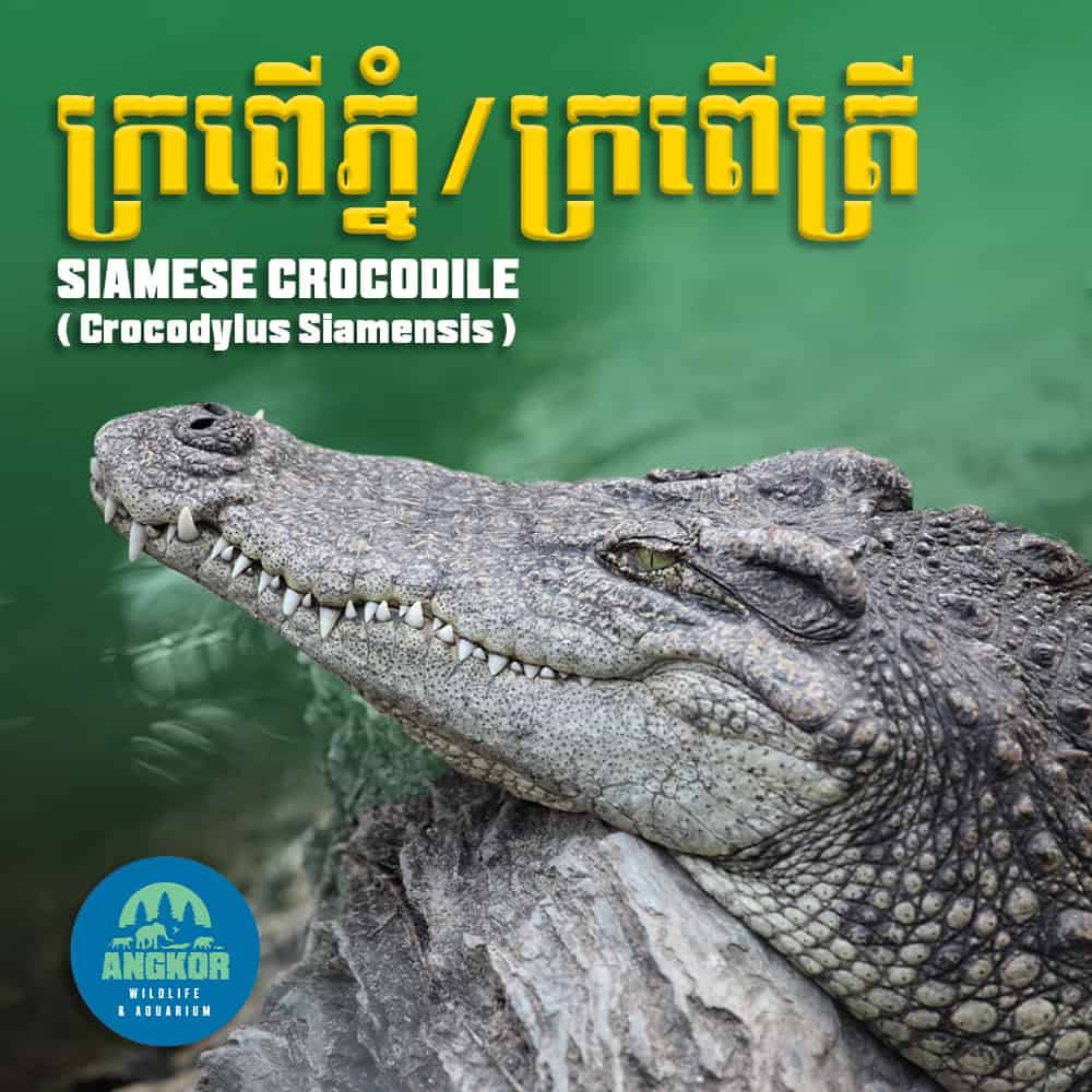 Spectacular Siamese crocodile at Angkor Wildlife & Aquarium in Cambodia.