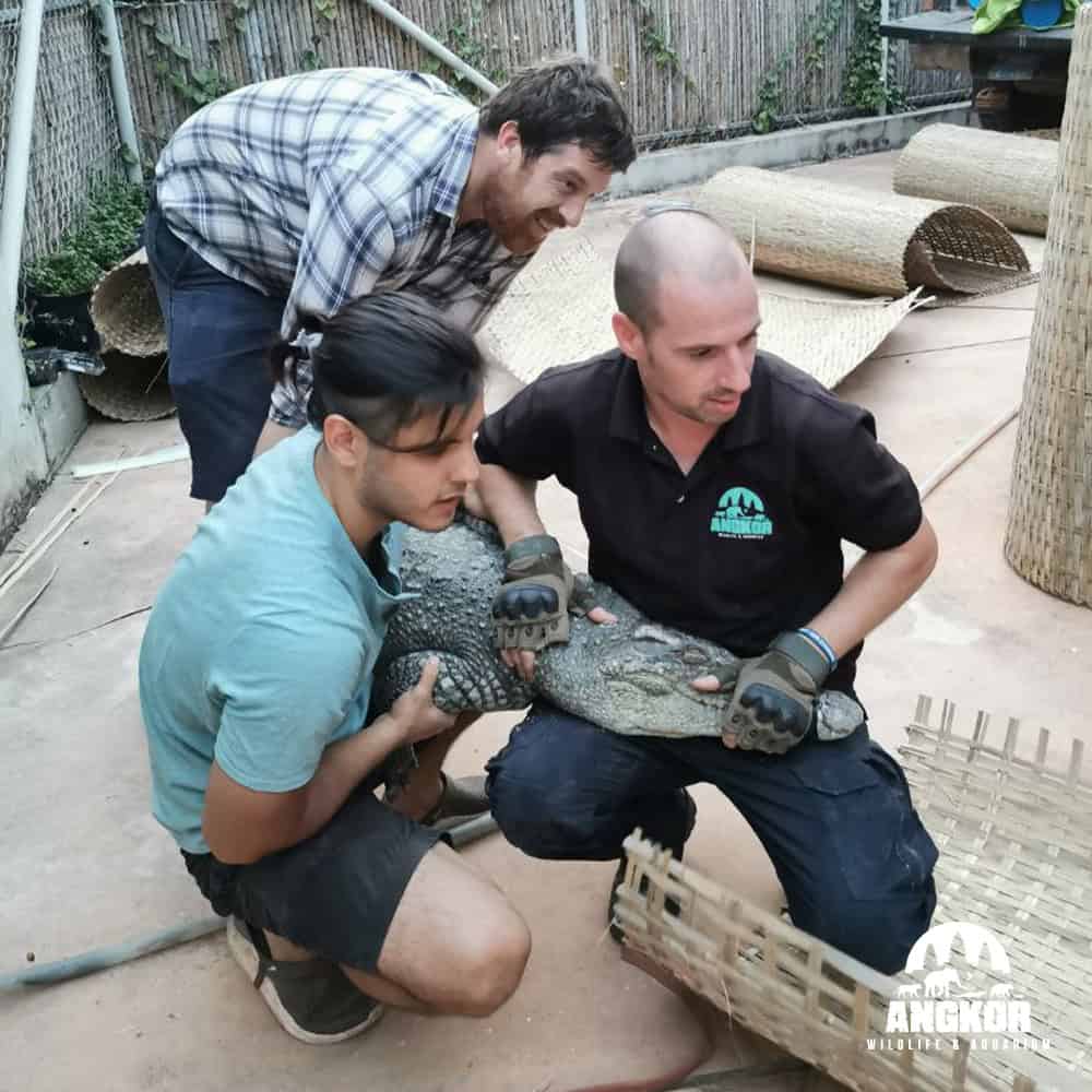 Crocodile handling demonstration at Angkor Wildlife & Aquarium in Cambodia, showcasing wildlife conservation efforts.