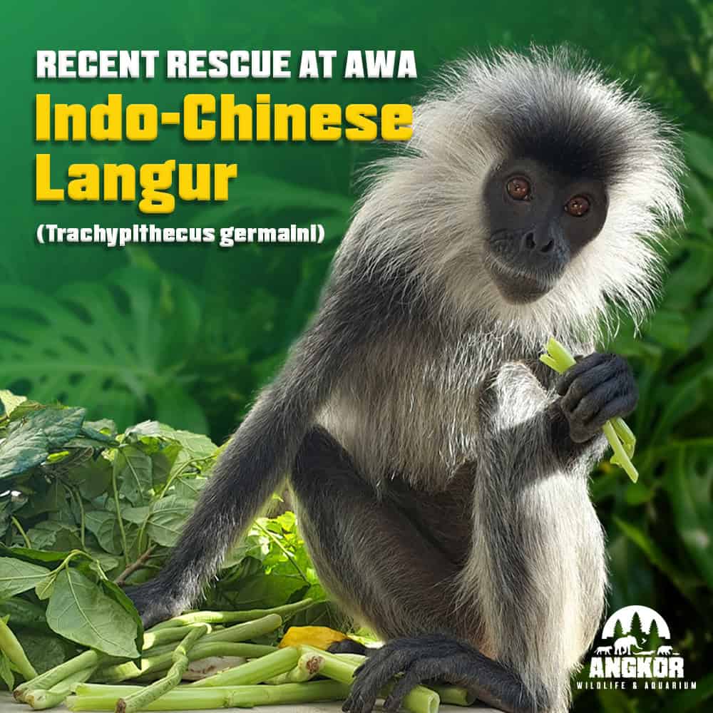 Vivid image of Indo-Chinese langur monkey at Angkor Wildlife & Aquarium, showcasing exotic rainforest wildlife.