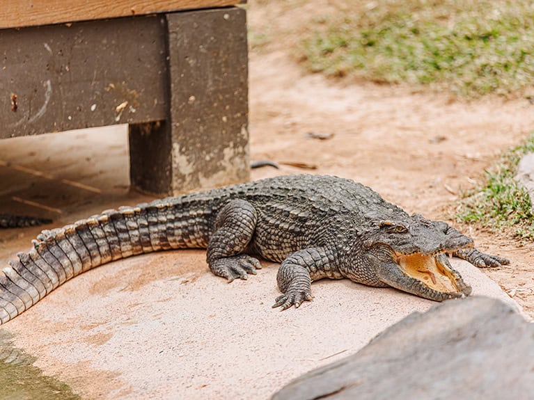 Angkor Wildlife and Aquarium Reptile House