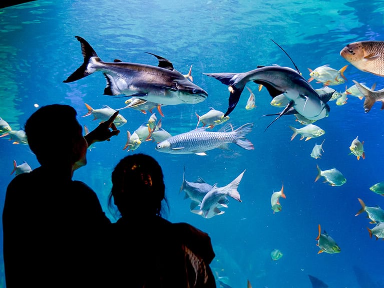 Angkor Wildlife and Aquariums