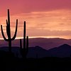 Desert landscape with saguaro cacti at sunset in Arizona, vibrant colors and scenic views.