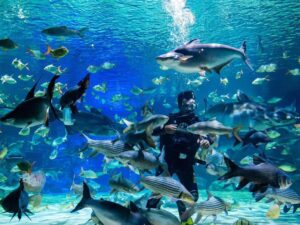 Angkor Wildlife & Aquarium Fish Tank