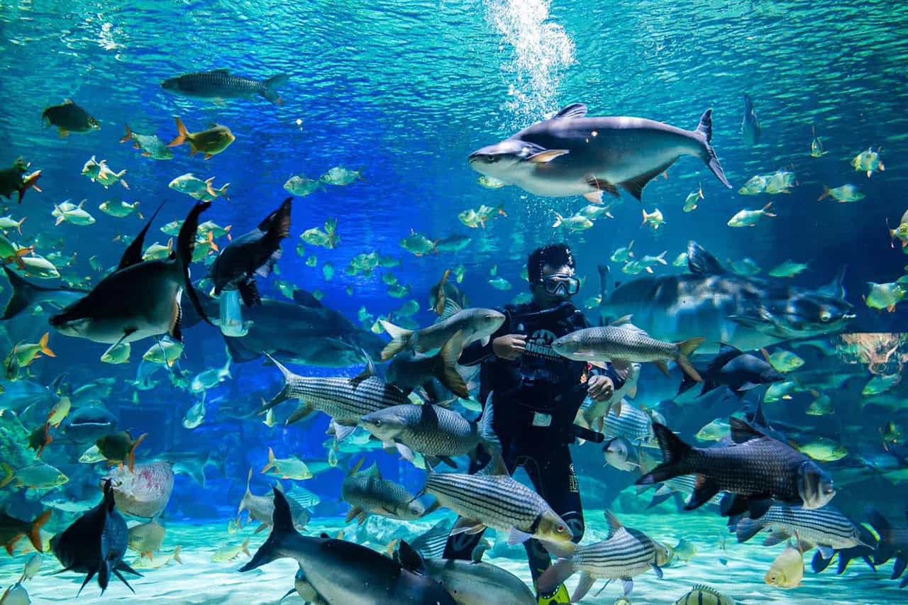 Places in Siem Reap - Angkor wildlife & Aquarium Fish Tank