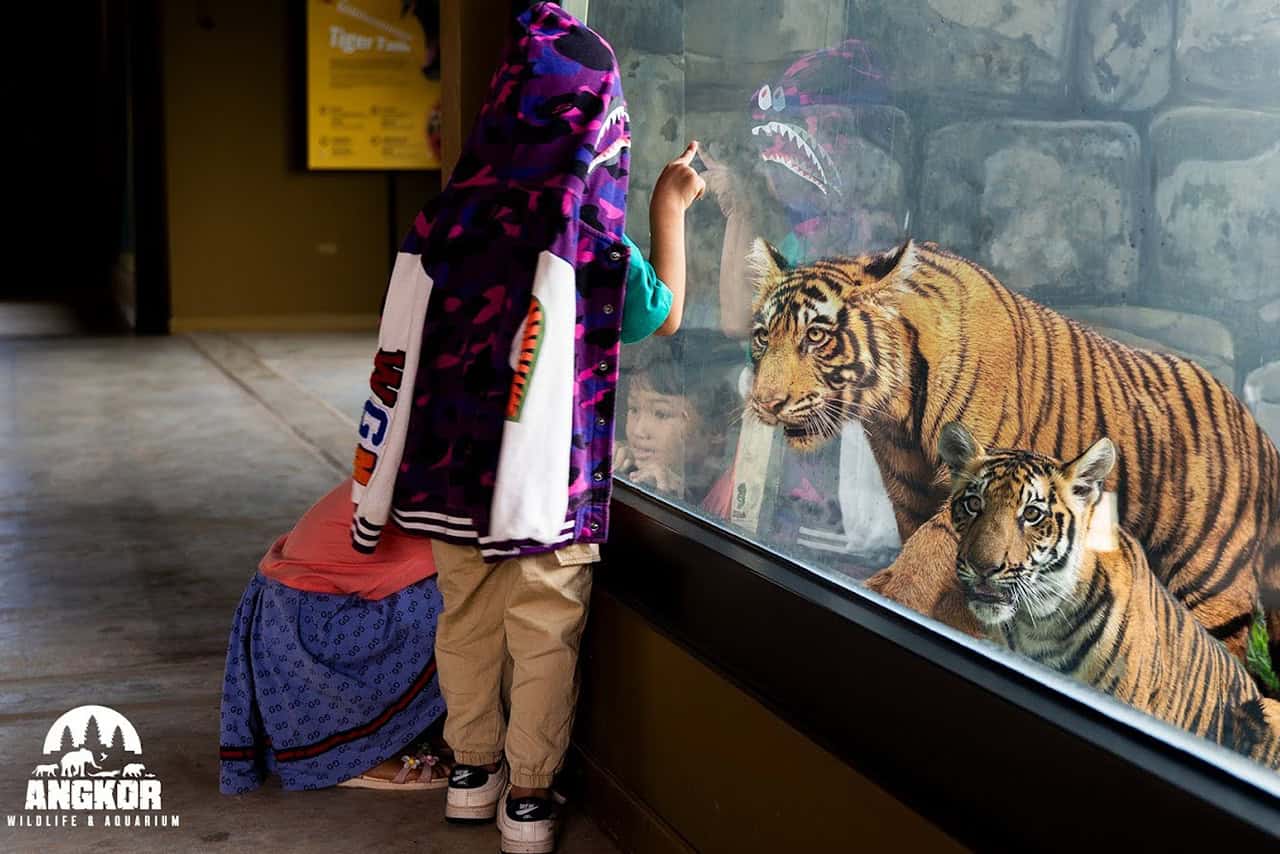 Places in Siem Reap - Tiger at Angkor Wildlife & Aquarium in Cambodia