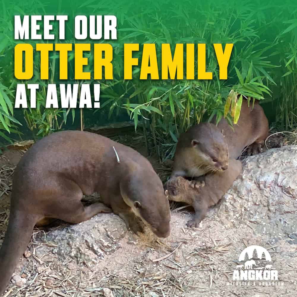 Adorable otters from our family showcase their playful nature at Angkor Wildlife Aquarium.