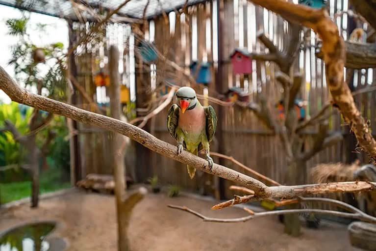 AWA Aviary