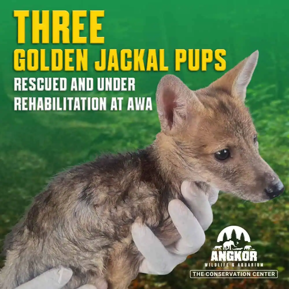 Golden Jackal Pups Rescued