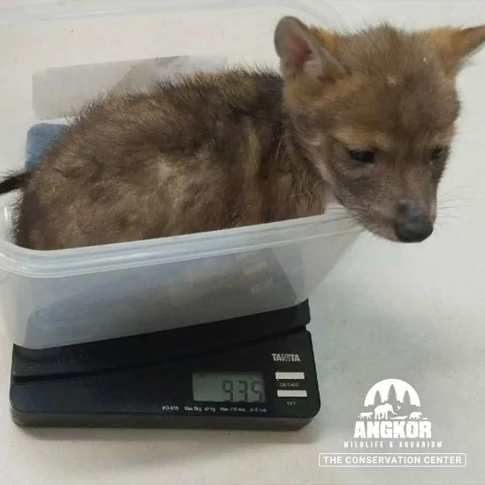 Three Golden Jackal Pups Rescued and Now Thriving at AWA! - W2