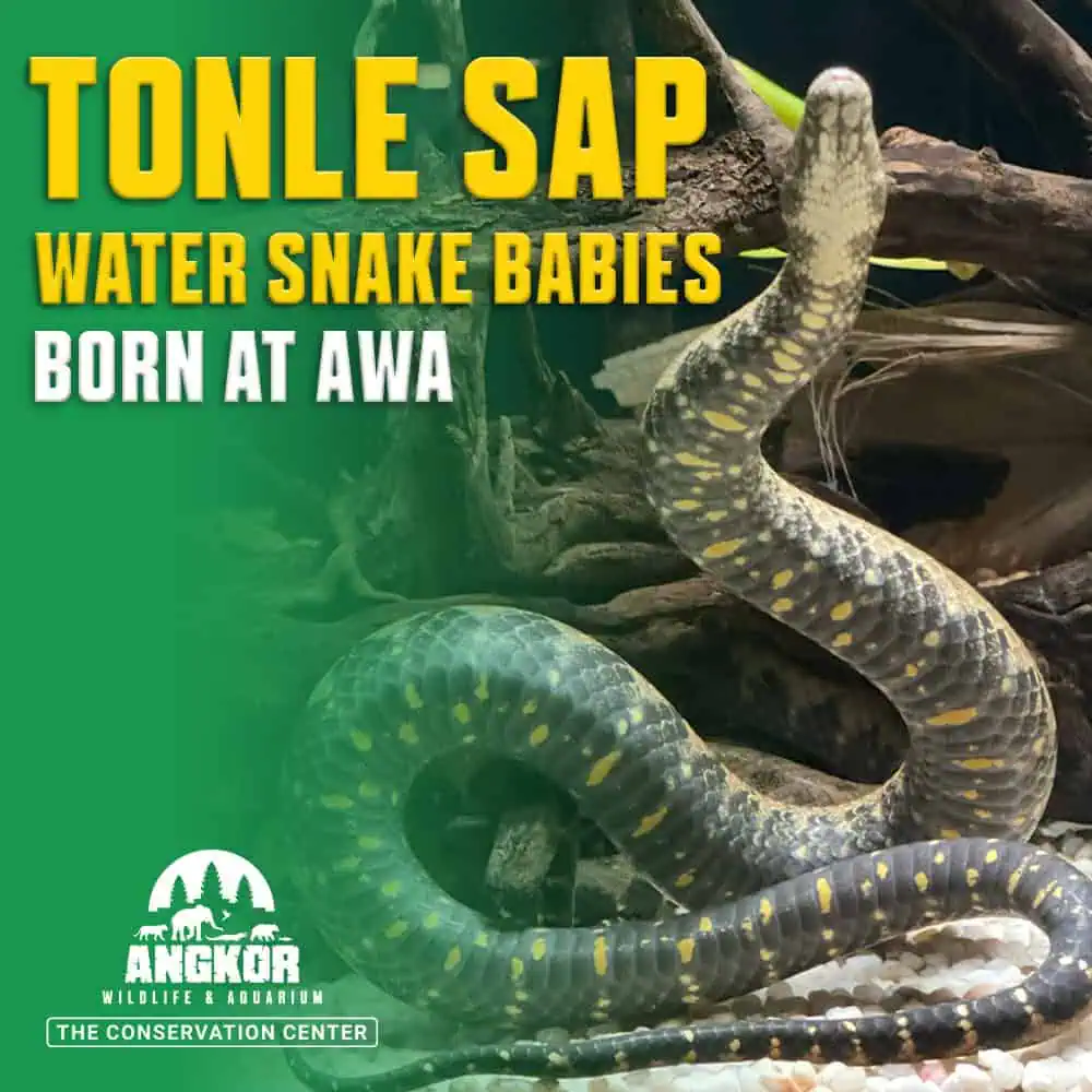 Water snake babies at Angkor Wildlife & Aquarium.