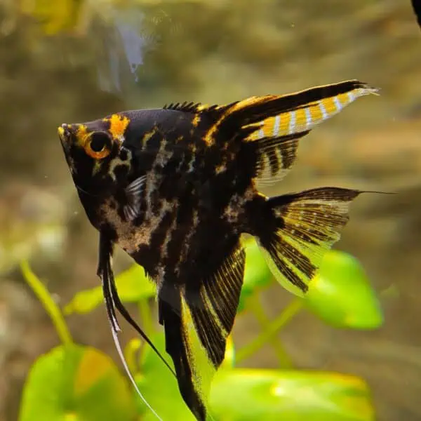 Angkor Aquarium - Freshwater Angelfish