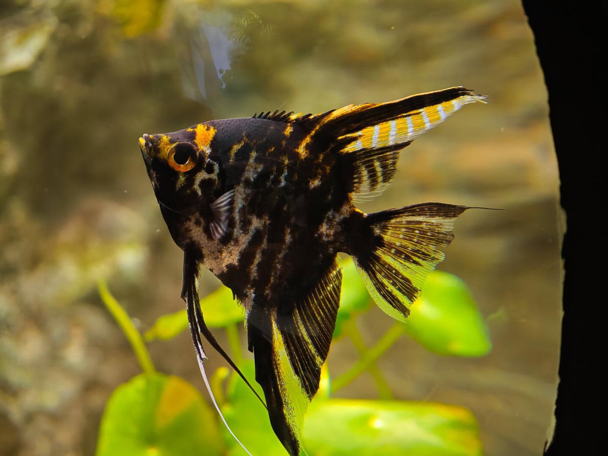 Angkor Aquarium - Freshwater Angelfish