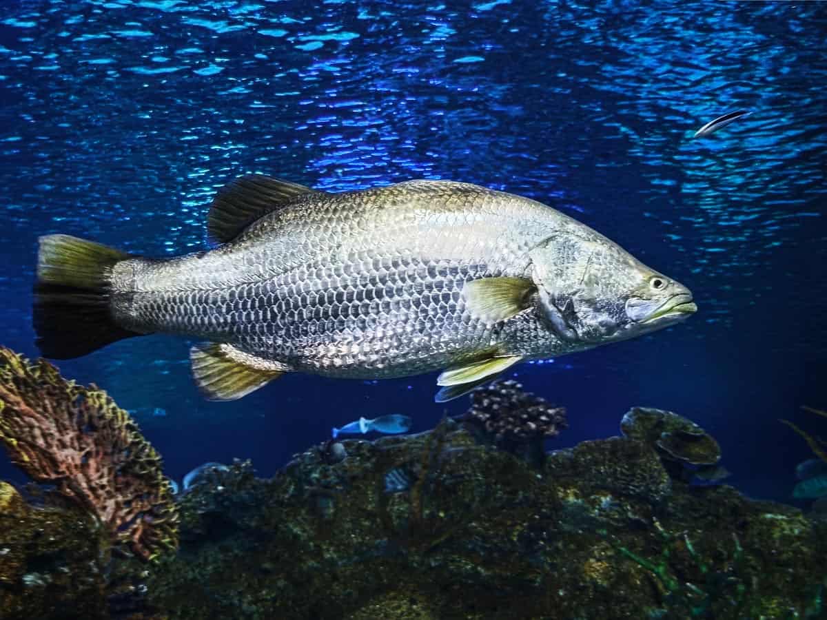 Angkor Aquarium - Barramundi